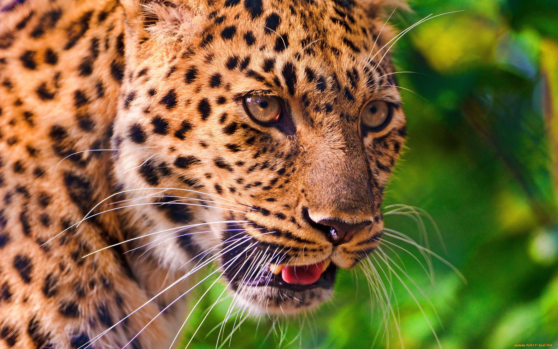 , , leopard